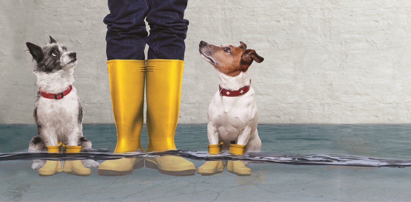 Groundworks Flood Dogs